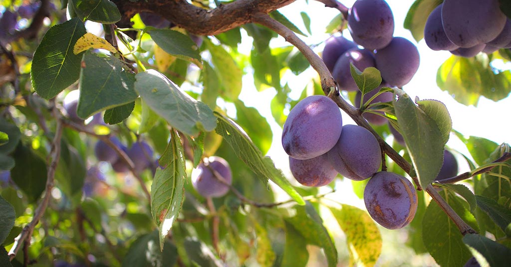 Prunes - Bella Viva Orchards