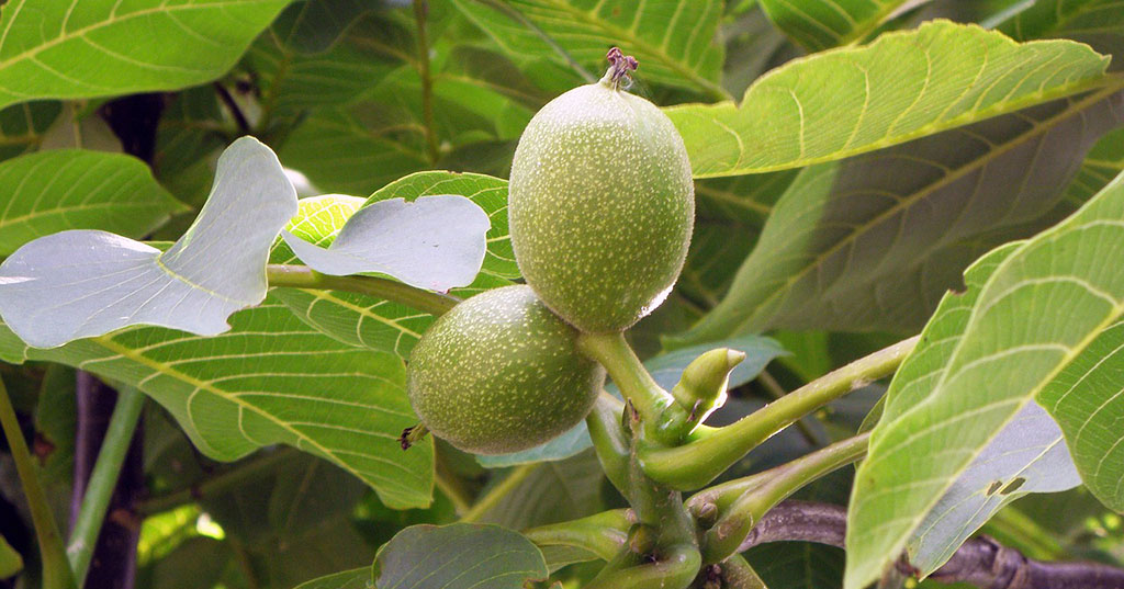 Walnut Facts - Bella Viva Orchards