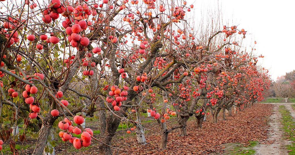 Organic Persimmons - Bella Viva Orchards