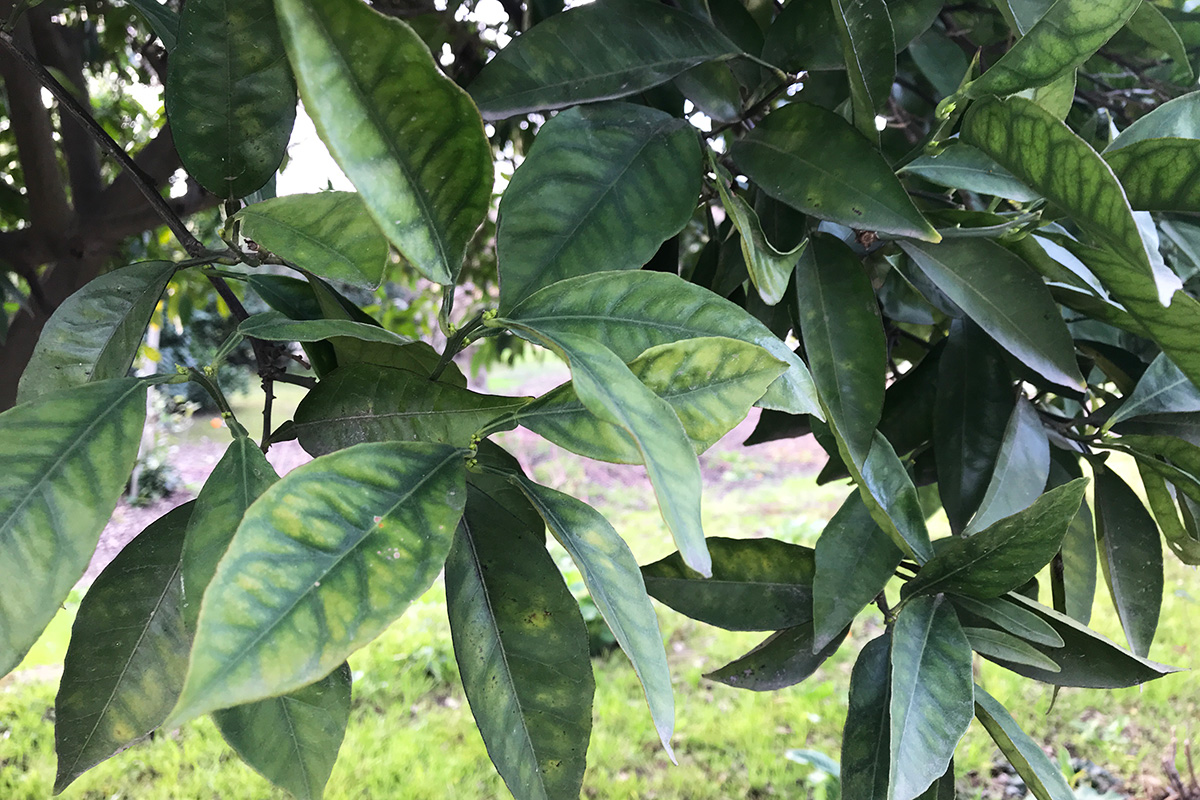 Citrus Greening Disease: Huanglongbing