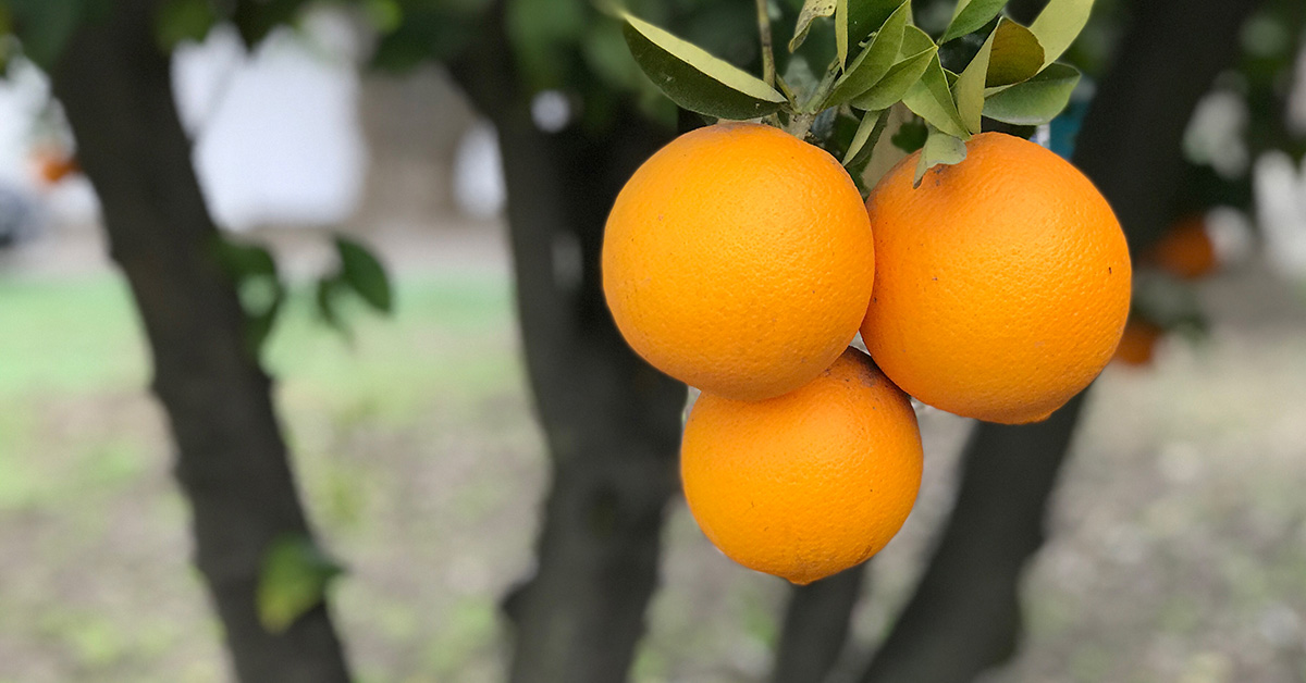 Farmer Spotlight - Organic Oranges - Bella Viva Orchards