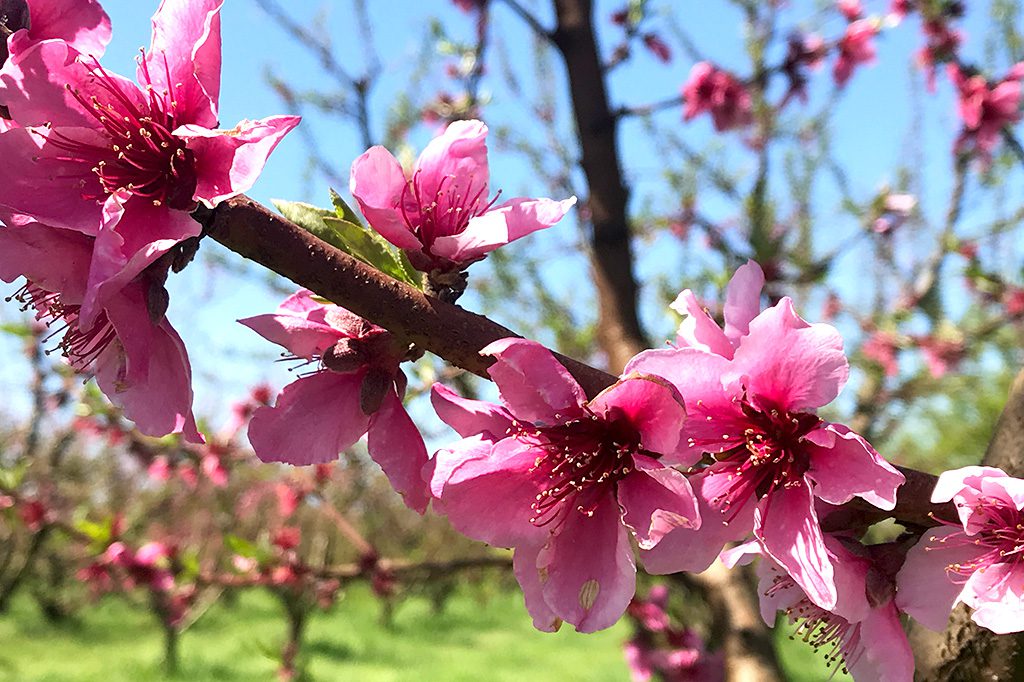 California Nectarine Blossoms