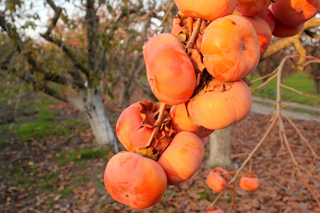 Organic Persimmons